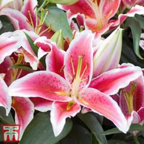Lily (Lilium) Dazzler Groundcover 24 Bulbs (Size 12/14)