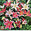 Lily (Lilium) Giant Oriental Collection 12 Bulbs