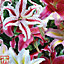 Lily (Lilium) Giant Oriental Collection 12 Bulbs