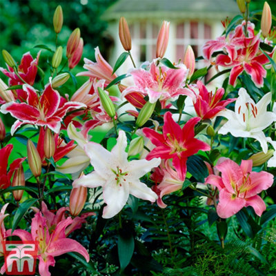 Lilium Montanum & Digitalis flower リトグラフ Lilium Montanum & Digitalis flower リトグラフ - メルカリ