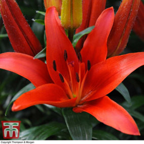 Lily (Lilium) Kings Joy 5 Bulbs  - Outdoor Garden Plants, Ideal for Borders, Pots and Containers