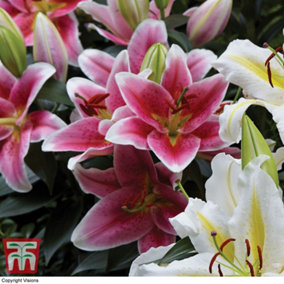Lily (Lilium) Oriental The Perfume Garden 12 Bulbs