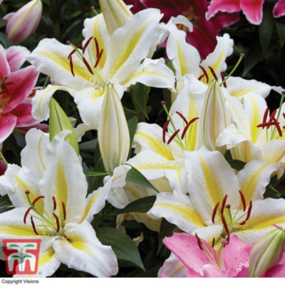 Lily (Lilium) Oriental The Perfume Garden 6 Bulbs