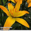 Lily (Lilium) (Pollen Free) Gold Twin 2 Bulbs (Size 14/16)