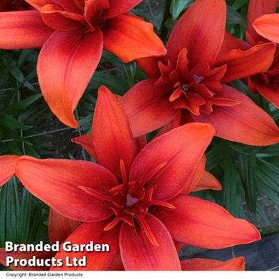 Lily (Lilium) (Pollen Free) Red Twin 2 Bulbs (Size 14/16)