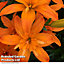 Lily (Lilium) (Pollen Free) Scoubidou 2 Bulbs (Size 14/16)