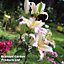 Lily (Lilium) Primrose Hill 10 Bulbs -  Outdoor Garden Plants, Ideal for Borders, Pots and Containers