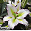 Lily (Lilium) Primrose Hill 10 Bulbs -  Outdoor Garden Plants, Ideal for Borders, Pots and Containers