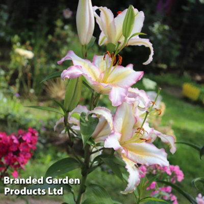 Lily (Lilium) Primrose Hill 5 Bulbs  - Outdoor Garden Plants, Ideal for Borders, Pots and Containers