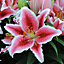 Lily (Lilium) Tasman Summer Flowering 10 Bulbs