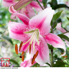 Lily (Lilium) Tree Anastasia 3 Bulbs -  Outdoor Garden Plants, Ideal for Borders, Pots and Containers