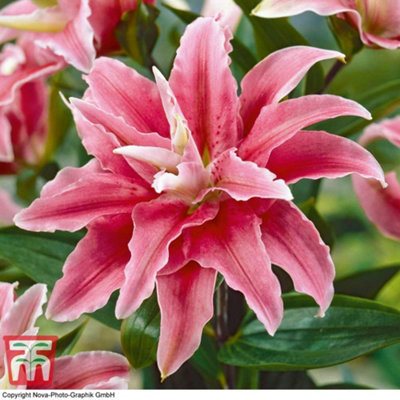 Lily (Lilium) Tree Cezanne 3 Bulbs - Outdoor Garden Plants, Ideal 