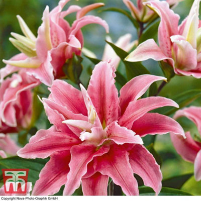 Lily (Lilium) Tree Cezanne 3 Bulbs -  Outdoor Garden Plants, Ideal for Borders, Pots and Containers