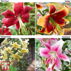 Lily (Lilium) Tree Collection 12 Bulbs  - Outdoor Garden Plants, Ideal for Borders, Pots and Containers