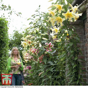 Lily (Lilium) Tree Honeymoon 3 Bulbs  - Outdoor Garden Plants, Ideal for Borders, Pots and Containers