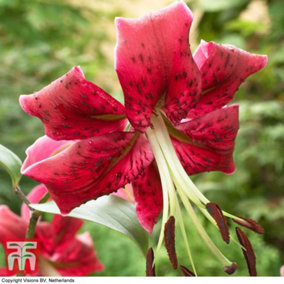 Lily (Lilium) Tree Miss Feya 3 Bulbs - Outdoor Garden Plants, Ideal for Borders, Pots and Containers