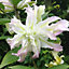 Lily (Lilium) Tree Picasso 3 Bulbs - Outdoor Garden Plants, Ideal for Borders, Pots and Containers
