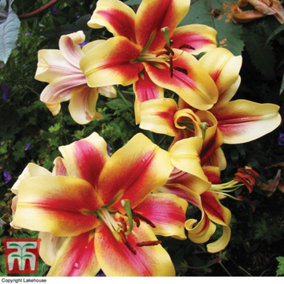Lily (Lilium) Tree Starburst 3 Bulbs - Outdoor Garden Plants, Ideal for Borders, Pots and Containers