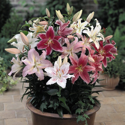Lily Oriental Bumper Mix 100 Bulbs - Summer Flowering