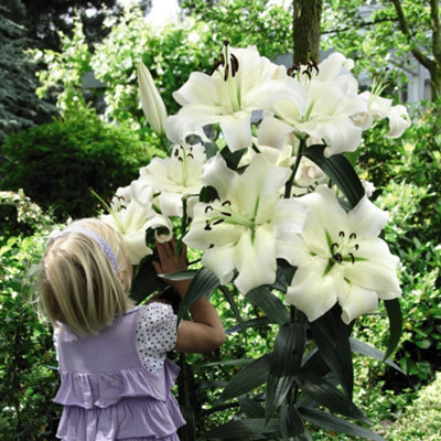 Lily Pretty Woman 5 Bulbs + 5 Packets of Flower Seeds