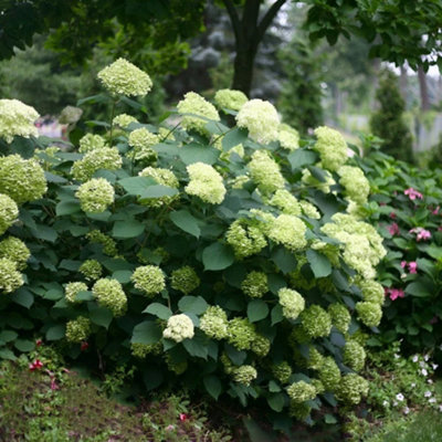 Lime Rickey Sevenbark Outdoor Shrub Plant Hydrangea Arborescens 2L Pot