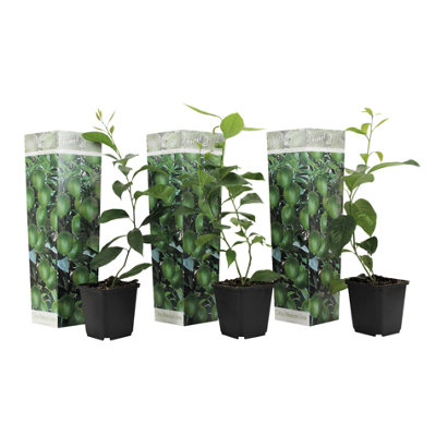 Lime tree - 3 pcs. - Citrus aurantifolia - Height 25-40cm - Pot 9cm