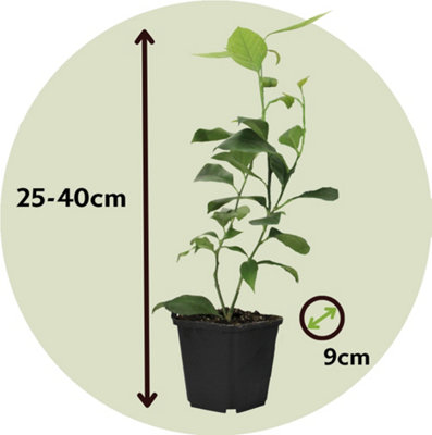 Lime tree - 3 pcs. - Citrus aurantifolia - Height 25-40cm - Pot 9cm