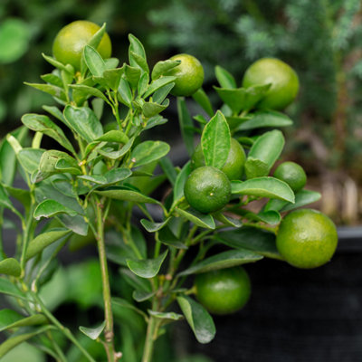 Lime tree - 3 pcs. - Citrus aurantifolia - Height 25-40cm - Pot 9cm