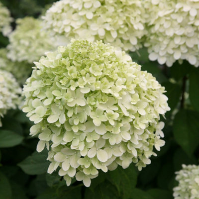 Limelight Outdoor Shrub Plant Hydrangea Paniculata Flowering Plants 2L Pot