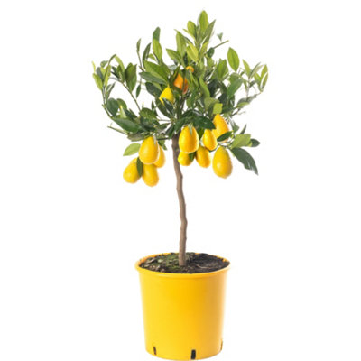 Limequat Tree Outdoor Fruit Tree, Grow Your Own Tasty Fruits, Ideal