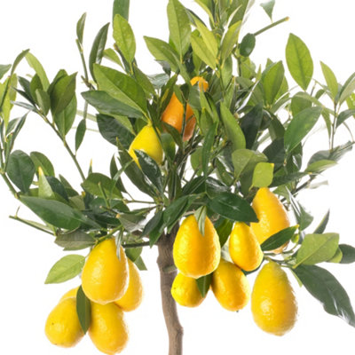 Limequat Tree - Outdoor Fruit Tree, Grow Your Own Tasty Fruits, Ideal Size for UK Gardens in 20cm Pot (2-3ft)