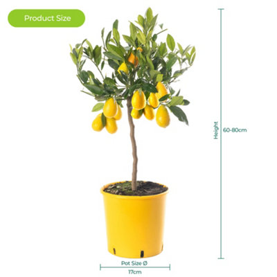 Limequat Tree - Outdoor Fruit Tree, Grow Your Own Tasty Fruits, Ideal Size for UK Gardens in 20cm Pot (2-3ft)