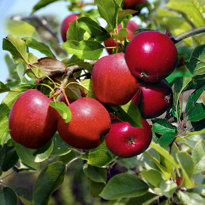 Lincolnshire Fruits Katy Potted Apple 7 Litre Tree
