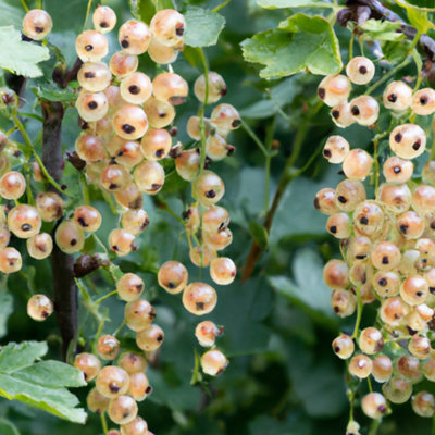 Whitecurrant White Versailles Fruit Bush 3 Ltr Pot main image 1