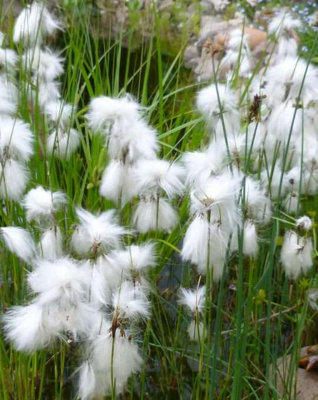 Lincolnshire Pond Plants Ltd Marginal Plants - Pond Plants (Eriophorum Angustifolium)  - 3x 1 Litre Plants