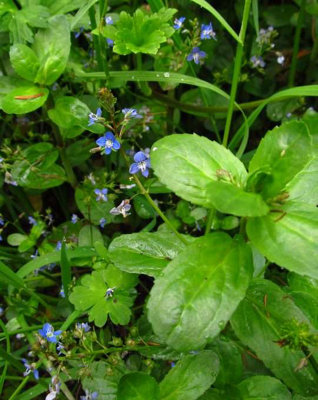 Lincolnshire Pond Plants Ltd Marginal Plants - Pond Plants (Veronica Beccabunga)  - 3x Plugs