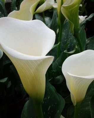 Lincolnshire Pond Plants Ltd Marginal Plants - Pond Plants (Zantedeschia Aethiopica)  - 3x Plugs