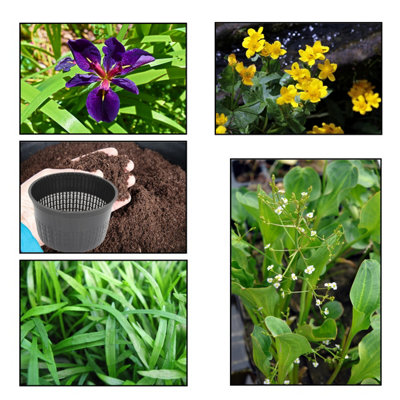 Lincolnshire Pond Plants Ltd - XS Pack Louisanna Black Gamecock - 3 Marginal Plants & 1 Oxygenating Plant - Plant Aquatic Pond