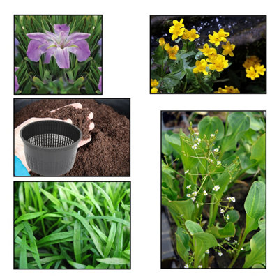 Lincolnshire Pond Plants Ltd - XS Pack Louisanna Heather Stream - 3 Marginal Plants & 1 Oxygenating Plant - Aquatic Pond Lake