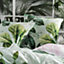 Linen House Glasshouse Botanical 100% Cotton Pillow Sham