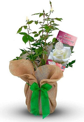 Linen Wedding Rose Bush Gift Wrapped - 4th Anniversary Plant