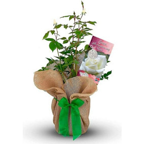 Linen Wedding Rose Bush Gift Wrapped - 4th Anniversary Plant