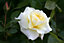 Linen Wedding Rose Bush Gift Wrapped - 4th Anniversary Plant