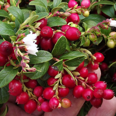 Lingonberry Koralle - Vaccinium vitis-idaea, Fruit-Bearing Shrub (20-30cm Height Including Pot)