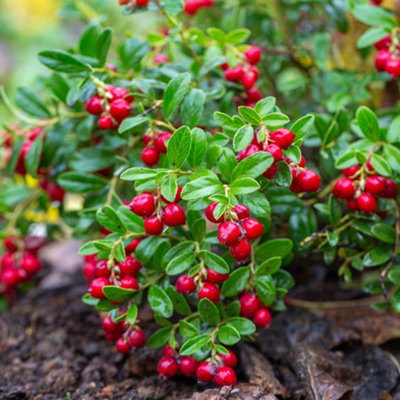 Lingonberry Koralle - Vaccinium vitis-idaea, Fruit-Bearing Shrub (20-30cm Height Including Pot)