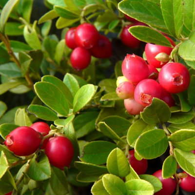 Lingonberry Koralle - Vaccinium vitis-idaea, Fruit-Bearing Shrub (20-30cm Height Including Pot)