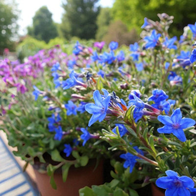 Lithodora diffusa Grace Ward 1 x 9cm Pot - Hardy Low Growing Evergreen ...