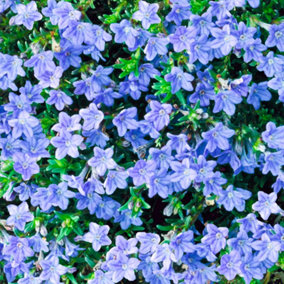 Lithodora Heavenly Blue - Intense Blue Ground Cover, Outdoor Plant (10-20cm Height Including Pot)