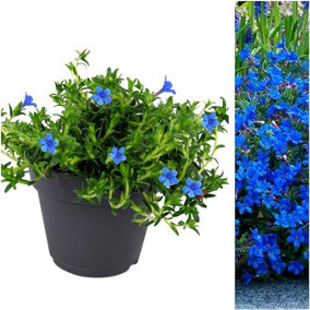 Lithodora Pure Blue - Outdoor Flowering Plant - Arrives Ready to Plant in a 13cm Pot
