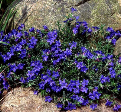 Lithodora Pure Blue - Outdoor Flowering Plant - Arrives Ready to Plant in a 13cm Pot - 3